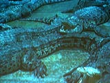 uBangkok Crocodile Farmv