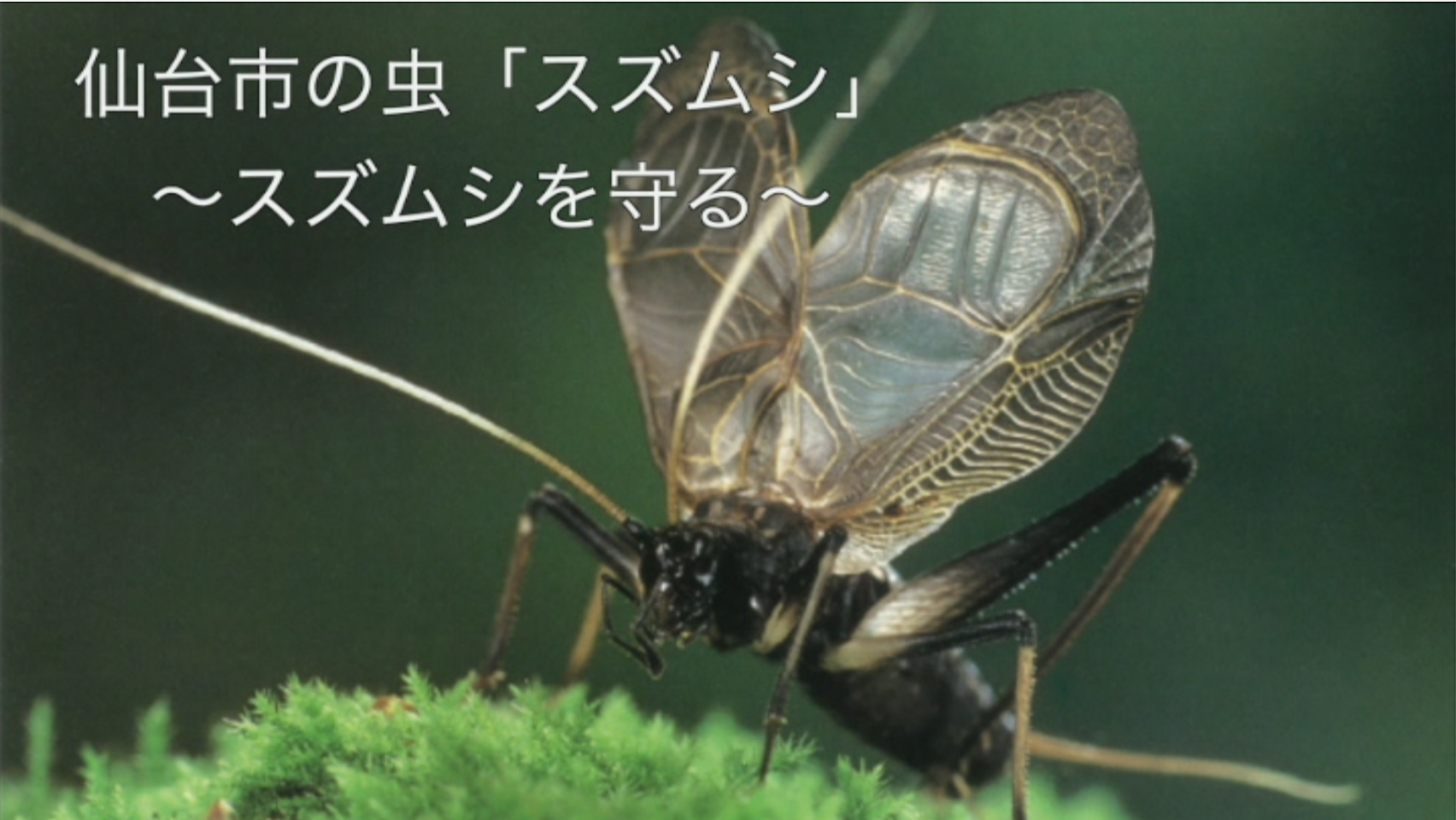 写真 仙台の虫「スズムシ」～スズムシを守る～のタイトル画像
